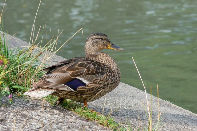 Smarte strategier til svære krydsord: Eksperttips og tricks